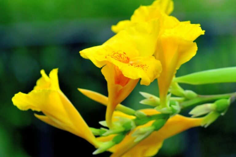 How Much and How Often Should You Water Canna Lilies?