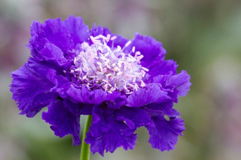 How To Care For Scabiosa Pincushion Flower