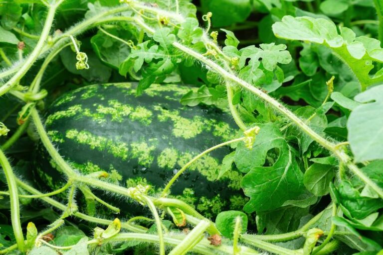 Growing Watermelon: A Guide to Summer’s Bounty