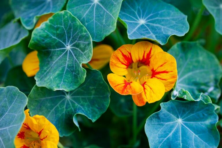 How to Care for Nasturtiums in Winter: A Gardener’s Definitive Guide