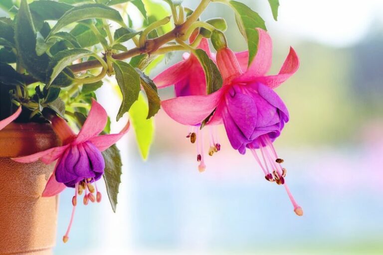 How to Grow Fabulous Fuchsia Flowers: A Gardener’s Guide to Lush Blooms