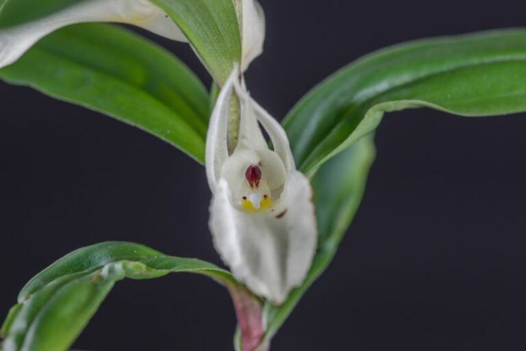 How to Grow Terrestrial Orchids: A Comprehensive Guide