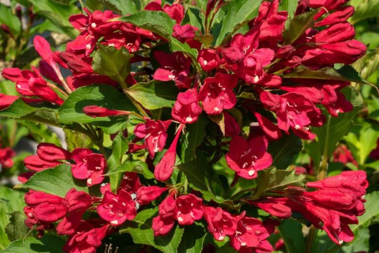 How to Grow Weigela: A Comprehensive Guide for Lush Blossoms