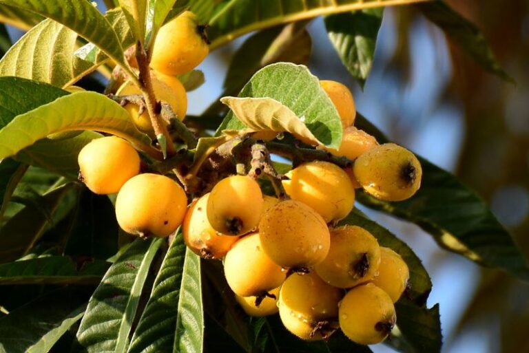 The Ultimate Guide to Growing a Loquat Tree
