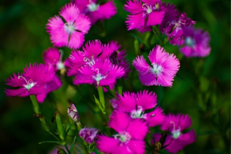 How to Grow and Care for Firewitch Dianthus: A Gardener’s Delight