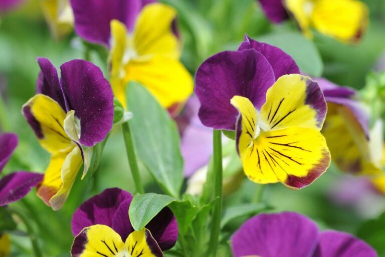How to Grow and Care for Johnny-Jump-Ups in Your Garden
