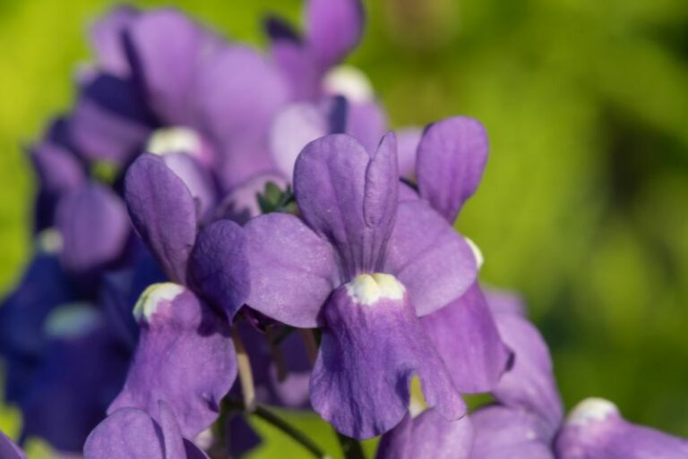 How to Grow and Care for Nemesia Flowers