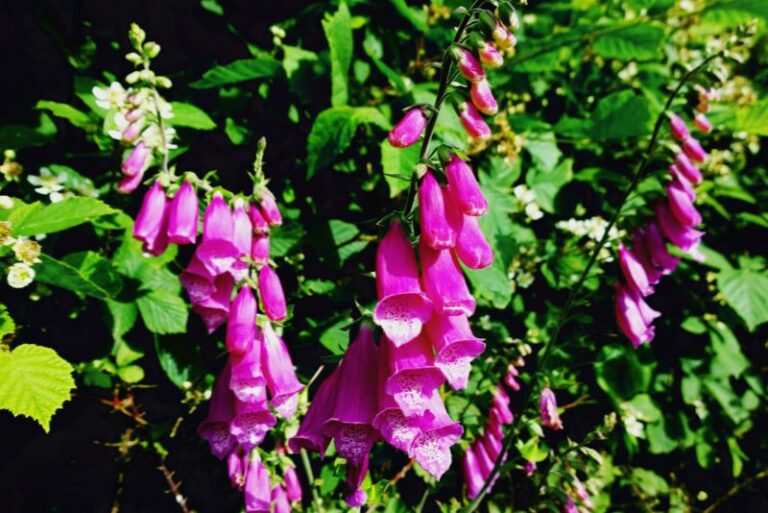 How to Harvest and Save Foxglove Seeds: A Gardener’s Guide to Planting the Future