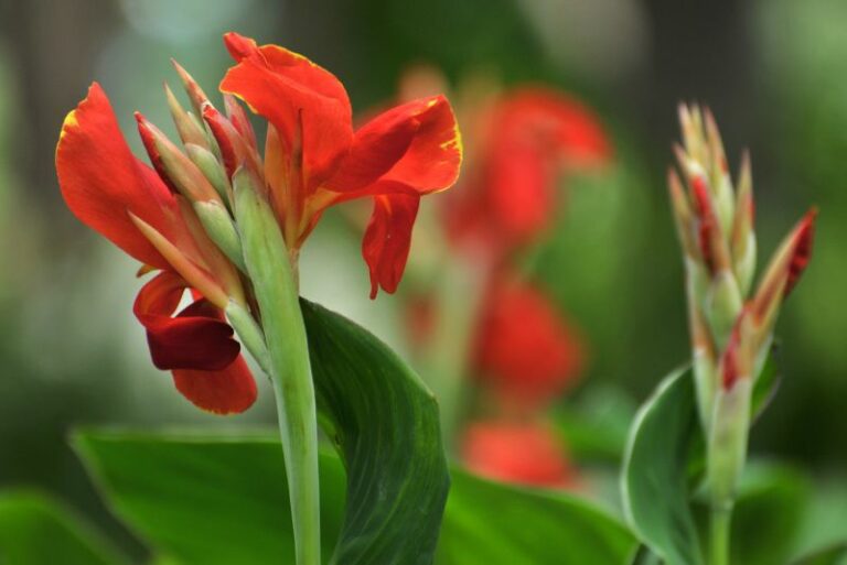 How to Overwinter Your Canna Lilies