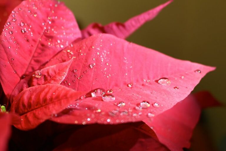 How to Water Poinsettia Plants: A Guide for Healthy Growth