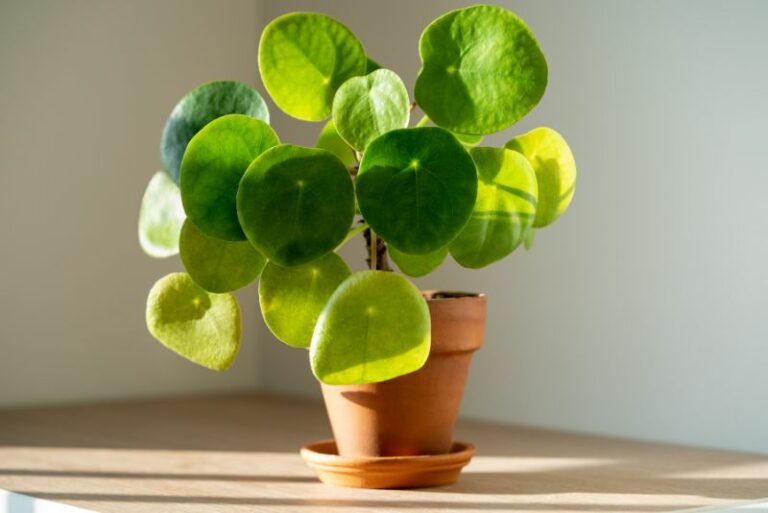 How to Grow Pilea Peperomioides: A Comprehensive Guide for Plant Lovers