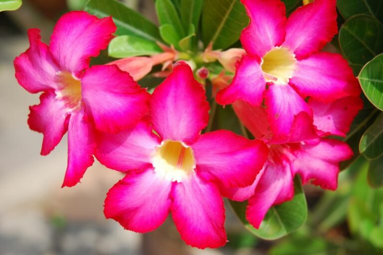 Guide to Growing and Caring for Desert Roses