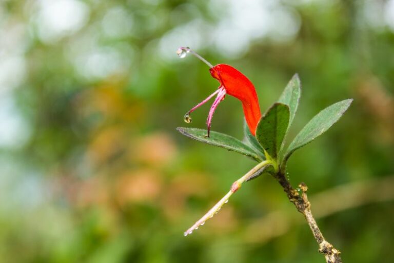 How to Grow and Care for a Lipstick Plant: A Gardener’s Guide to Vibrant Blooms