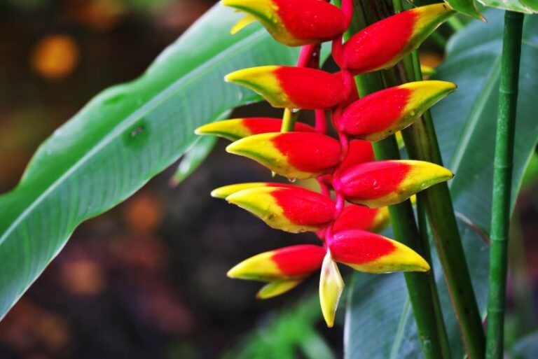 How to Grow and Care for Heliconia: A Gardener’s Guide to Tropical Splendor