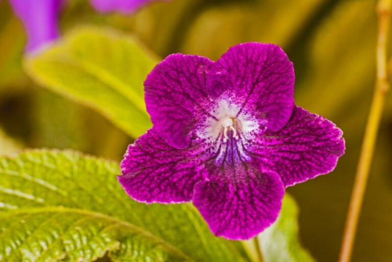 How to Grow and Care for Streptocarpus: The Ultimate Guide for Plant Enthusiasts