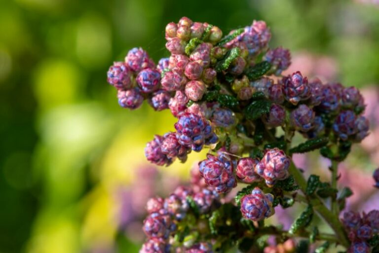 How to Grow Ceanothus (California Lilac): A Comprehensive Guide for Gardening Enthusiasts