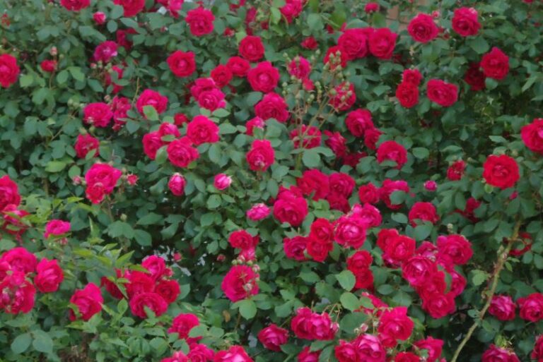 How to Grow Climbing Roses: A Comprehensive Guide for the Perfect Vertical Garden
