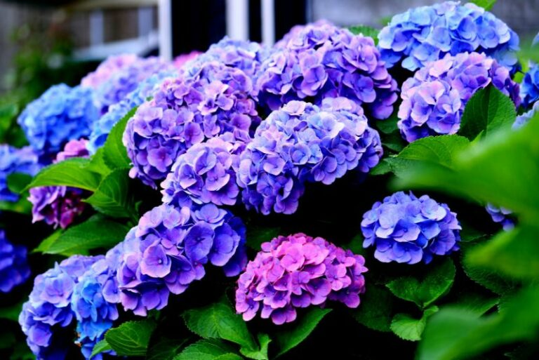 Guide to Growing Hydrangeas: Tips for Gardening Enthusiasts