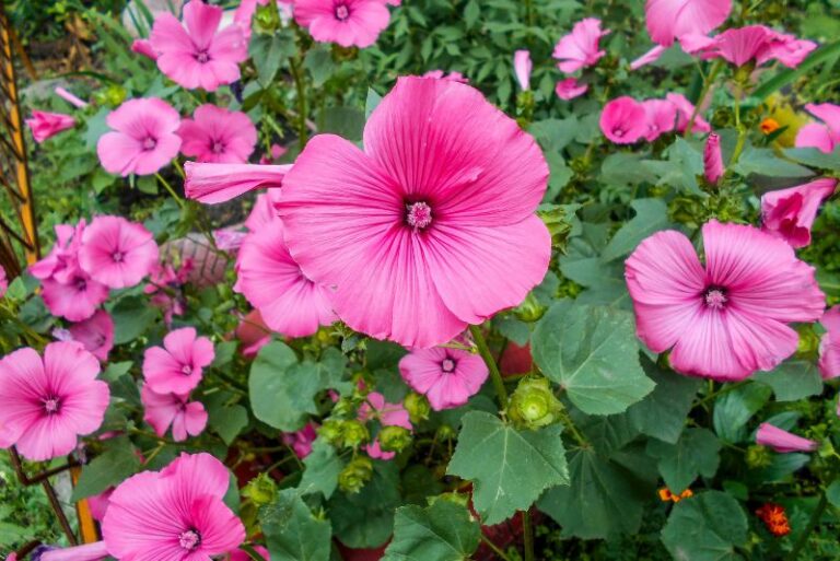 How to Grow Lavatera: A Comprehensive Guide for Gardeners