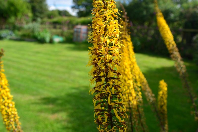 Choosing the Right Location for Your Ligularia