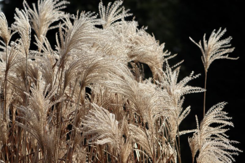 Choosing the Right Miscanthus Variety