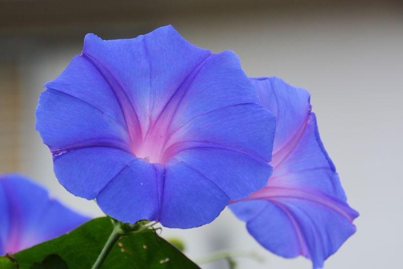 Understanding the Unique Charm of Morning Glories