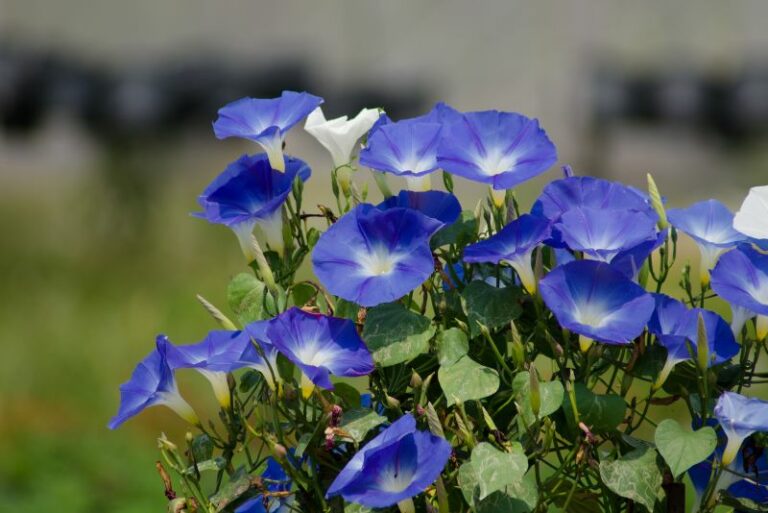 How to Grow Morning Glory: A Comprehensive Gardener’s Guide