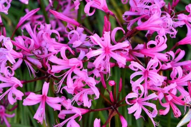 How to Grow Nerines: A Gardener’s Guide