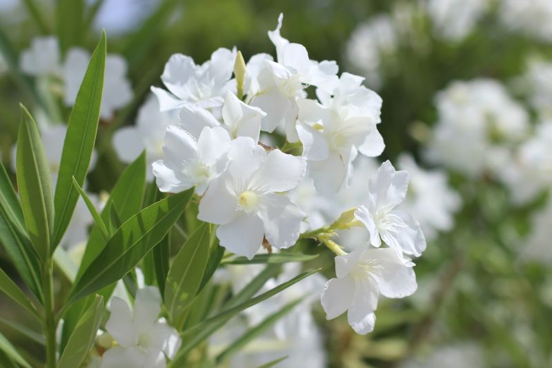 The Allure of Oleander