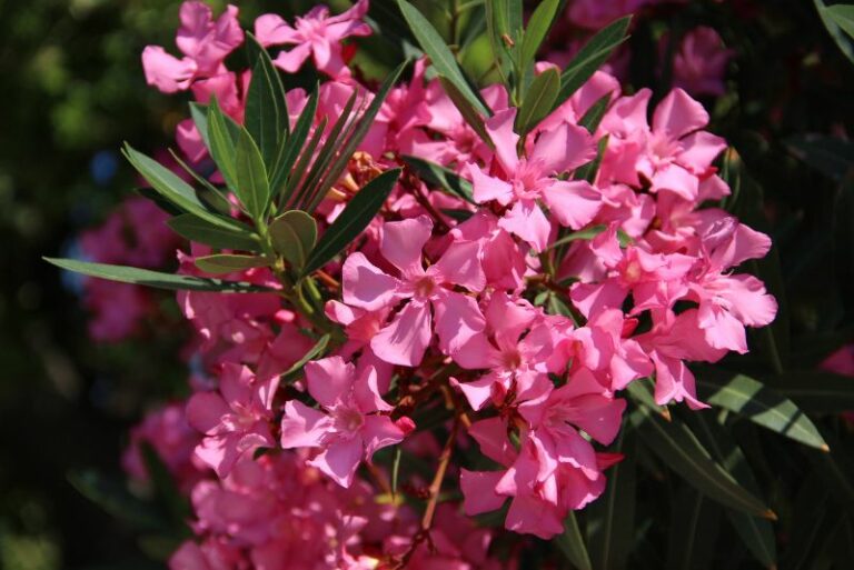 How to Grow Oleander: A Comprehensive Guide for Plant Enthusiasts