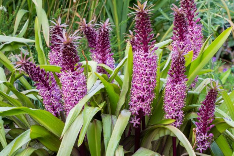 How to Grow Pineapple Lilies: A Gardener’s Guide