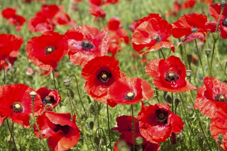 How to Grow Poppies: A Gardener’s Guide