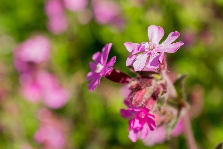 How to Grow Ragged Robin: A Gardening Guide