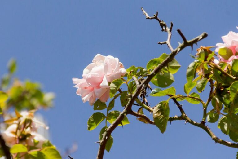 How to Grow Rambling Roses: A Comprehensive Guide for Spectacular Yard Transformations