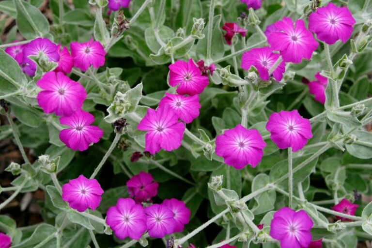 How to Grow Luscious Rose Campion in Your Garden