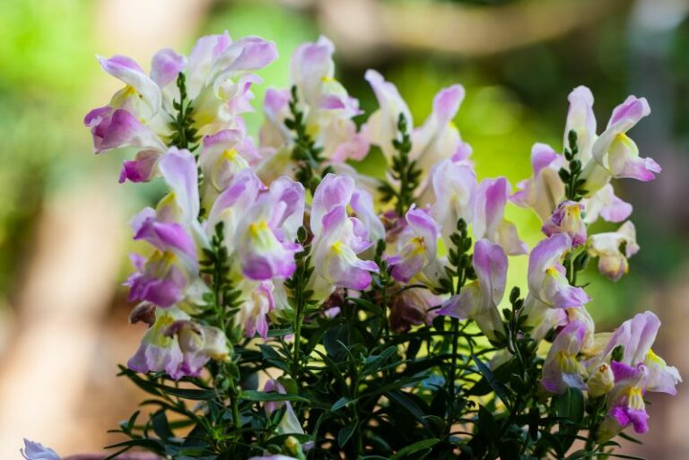 How to Grow Snapdragons (Antirrhinum): A Gardener’s Guide to Cultivate Charm and Color