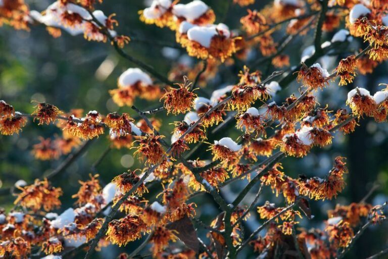 How to Cultivate and Utilize Witch Hazel in Your Garden