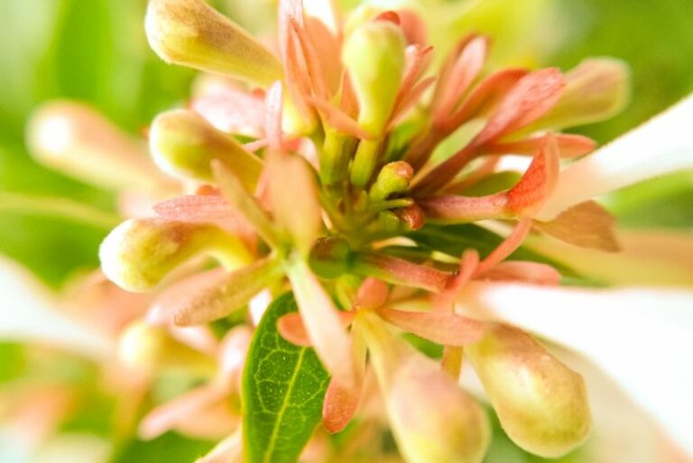 How to Plant and Care for Abelia: A Comprehensive Gardener’s Guide