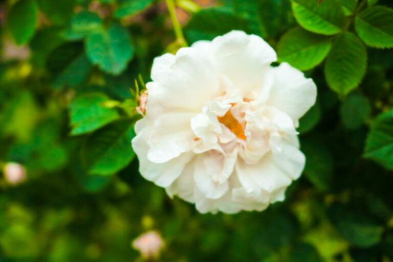 Iceberg Roses: Unveiling the Beauty of a Gardener’s Delight