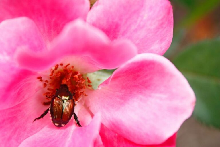 Japanese Beetles Rose Damage: How to Get Rid of Japanese Beetles on Roses