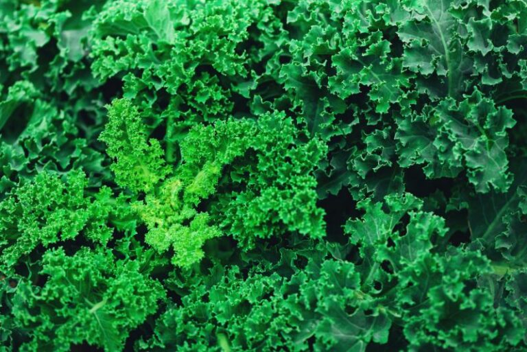 Companion Plants for Kale: Enhancing Your Garden’s Health