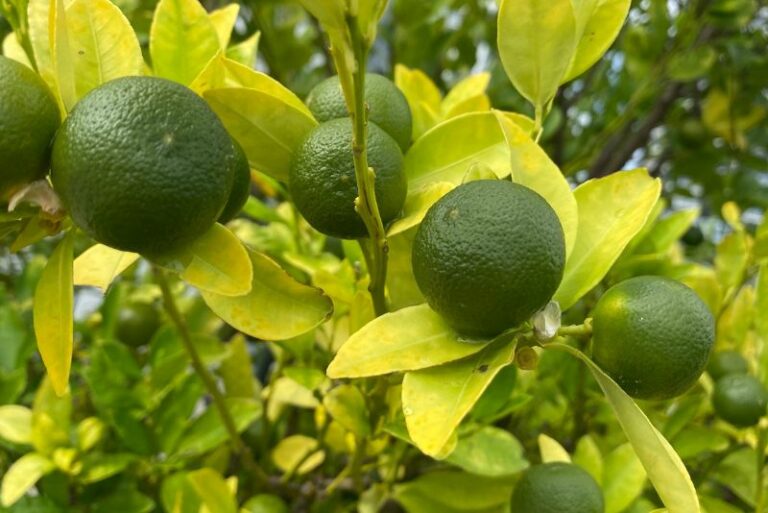 Key Lime Tree: Grow Your Own Pie