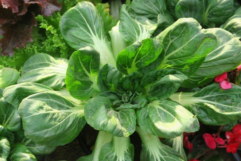 Maximizing Lettuce Growth with Companion Plants