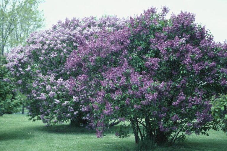 Lilac Companion Plants: Enhancing Your Garden with Botanical Synergy