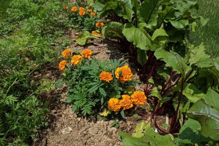 Marigold Companion Plants for Gardeners: The Ultimate Guide to Pest Control and More