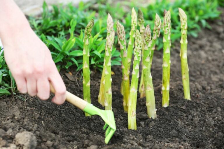 Maximizing Your Asparagus: Companion Planting Guide