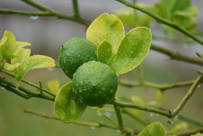 Meyer Lemon Tree Basics