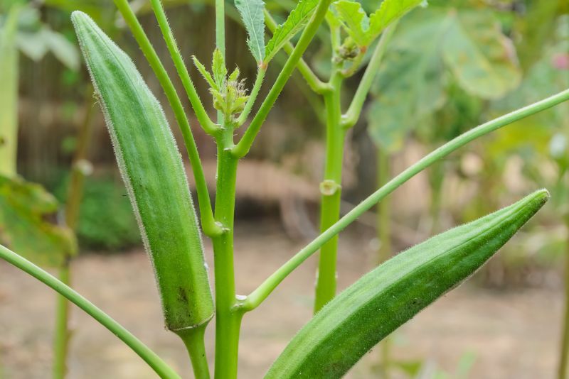 Benefits of Companion Planting with Okra