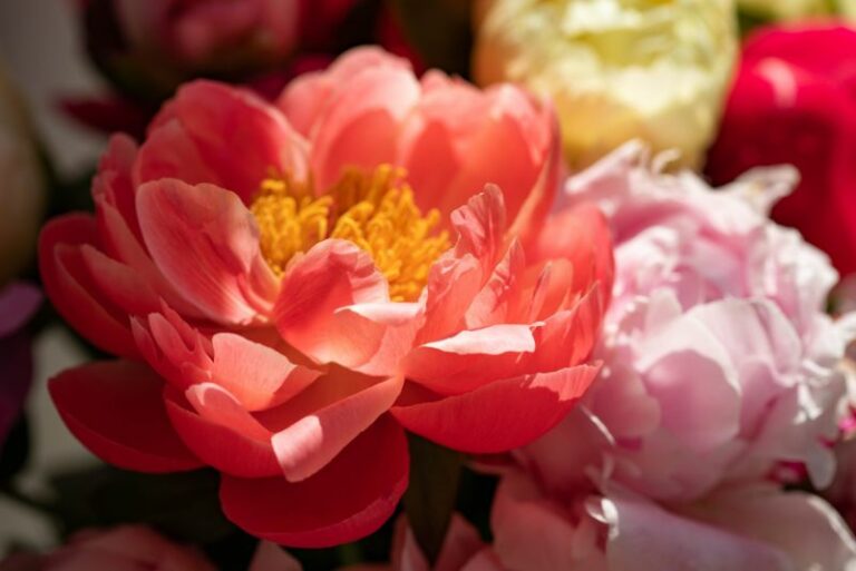Tips For Beautiful Peony Blooms This Season