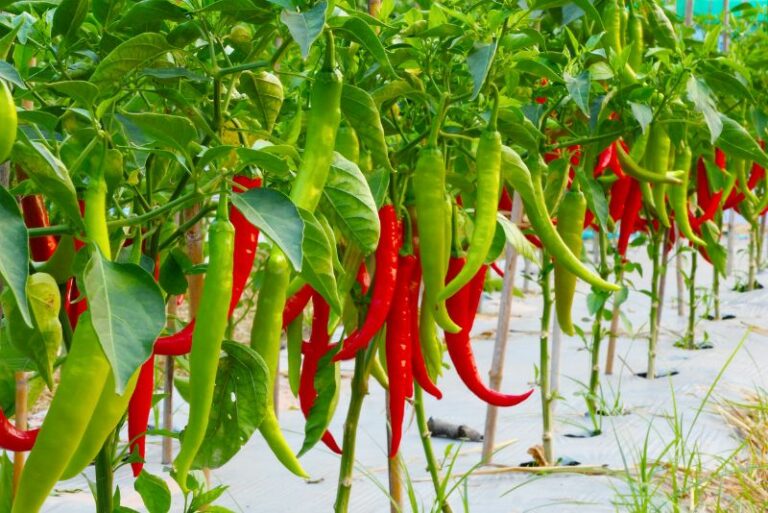 Pepper Companion Plants: Produce Pals for a Flourishing Garden